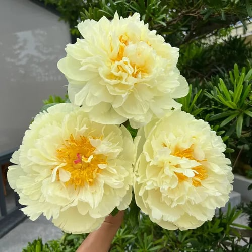 🌺A RAINHA DAS FLORES — PIANO DE PÉTALAS DUPLAS certo