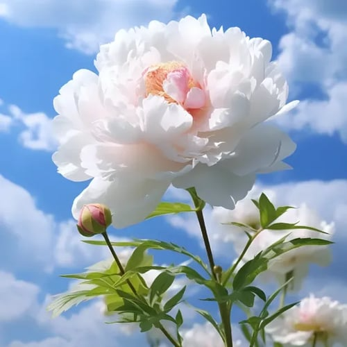 🌺A RAINHA DAS FLORES — PIANO DE PÉTALAS DUPLAS certo